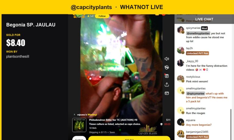 Whatnot Show Recap: Begonia SP. JAULAU Snags $8.40 at Auction