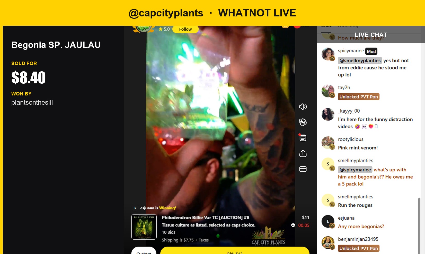 Whatnot Show Recap: Begonia SP. JAULAU Snags $8.40 at Auction