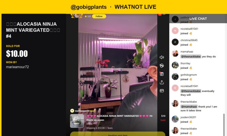Whatnot Live: Alocasia Ninja Mint Varigated Scores a Happy Home