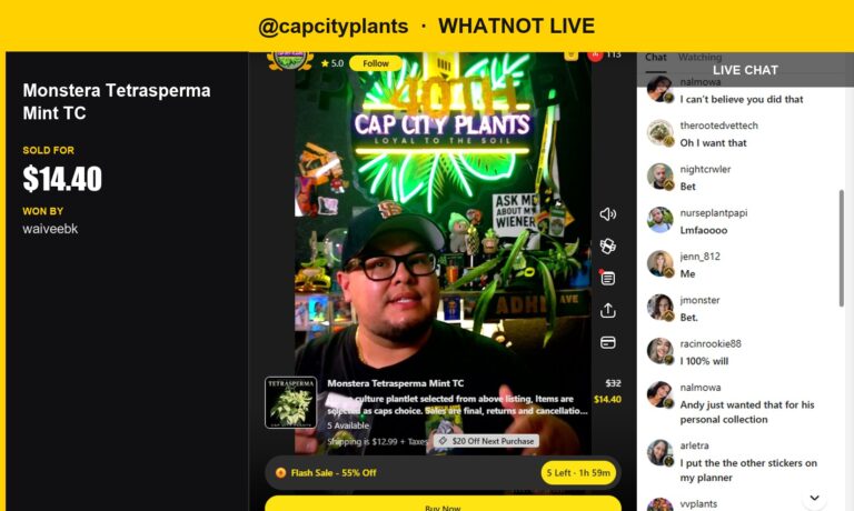 Rare Monstera Tetrasperma Mint Sells for $14.40 in Whatnot Live Show