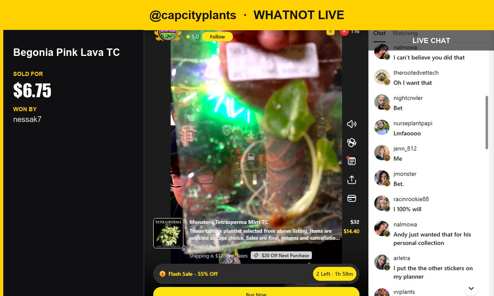 Rare Begonia Pink Lava Cutting Sells for $6.75 on Whatnot