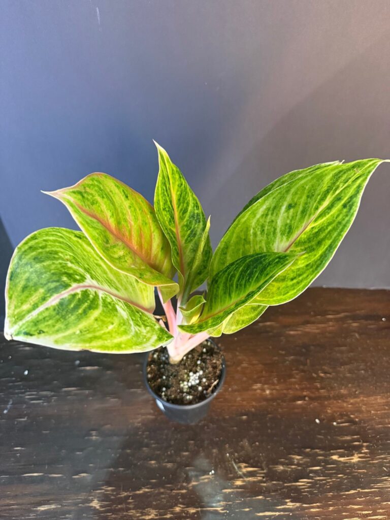 Whatnot Recap: abtropics' Plant Extravaganza
