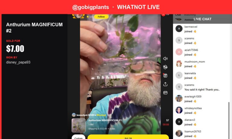 Live Whatnot Auction Recap: Rare Anthurium MAGNIFICUM Sold for $7
