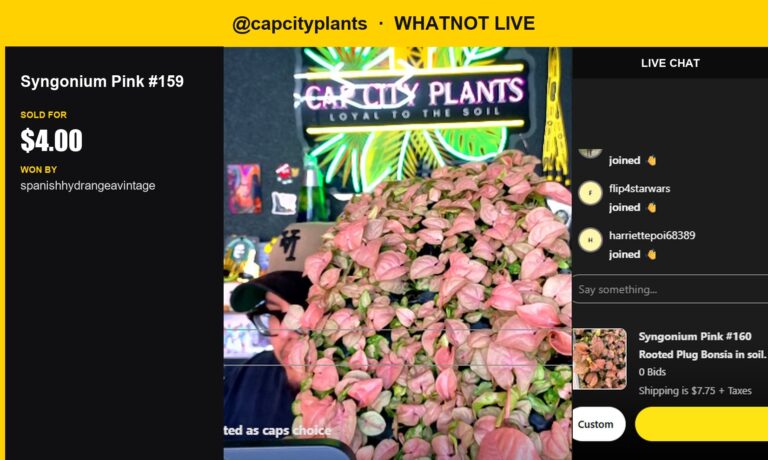 Syngonium Pink #159