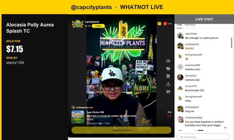 Rare Alocasia Polly Aurea Splash TC Sells for $7.15 on Whatnot
