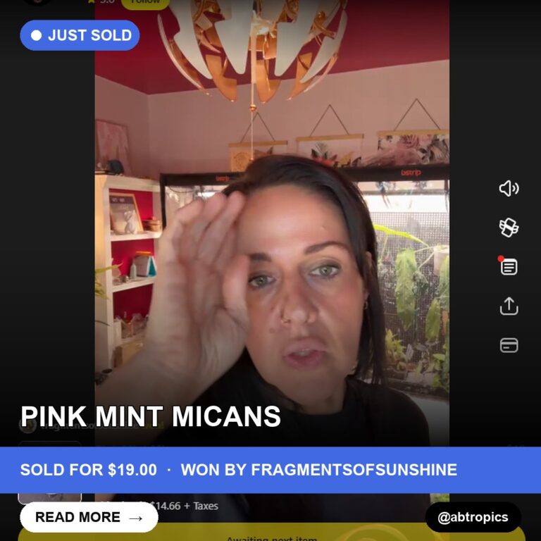 Pink Mint Micens Steals Hearts in Whatnot Show