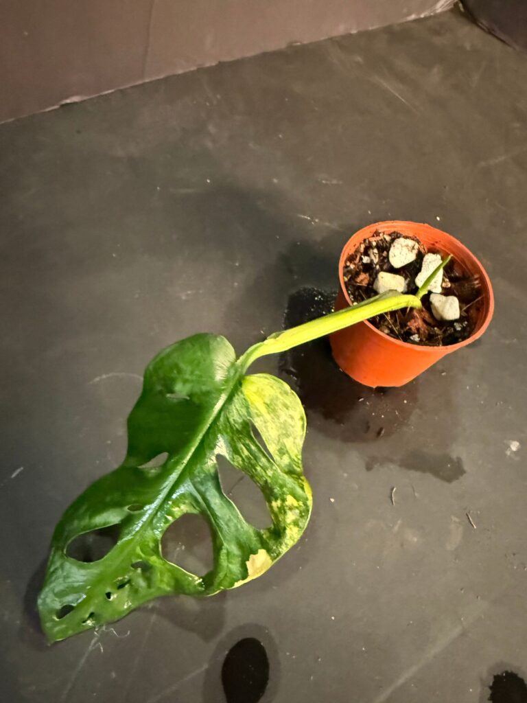 Show Recap: abtropics