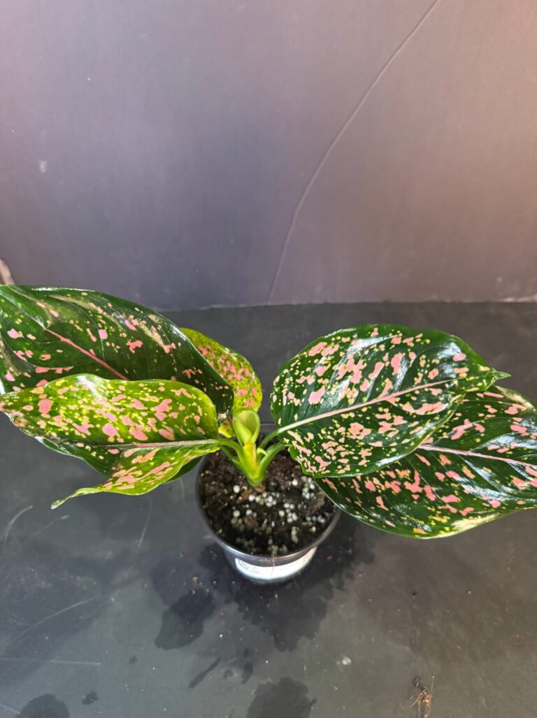 Lush Finds and Laughter: ABTropics' Whatnot Live Auction Recap