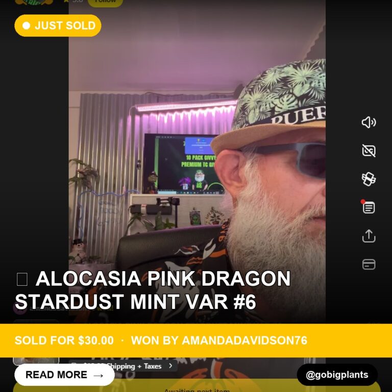 Pink Dragon Stardust Mint Alocasia Stealer