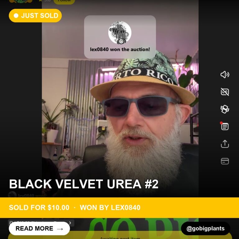 Velvet Urea #2 Sells for $10 in Whatnot Flash Sale