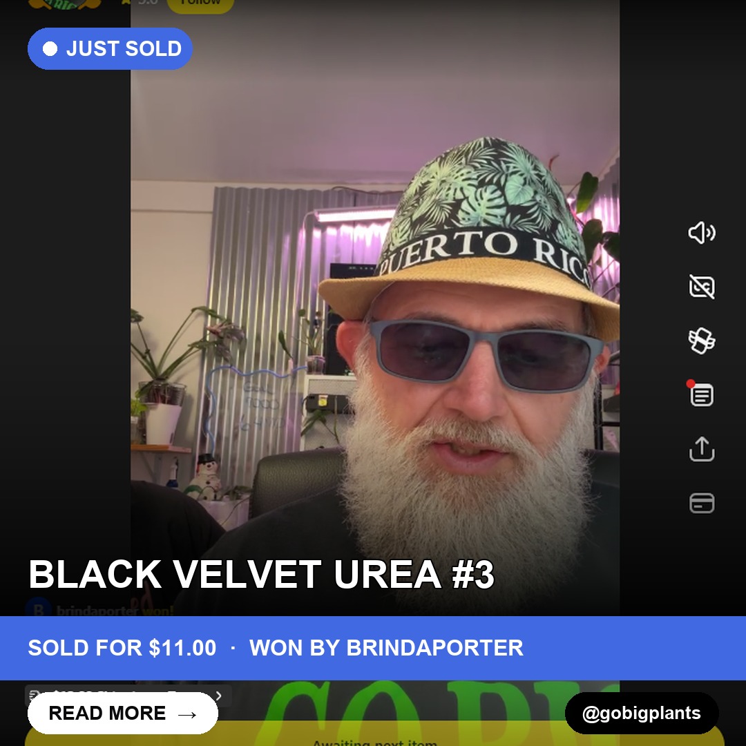 Velvet Urea #3 Snags Big Sale in gobigplants' Live Show
