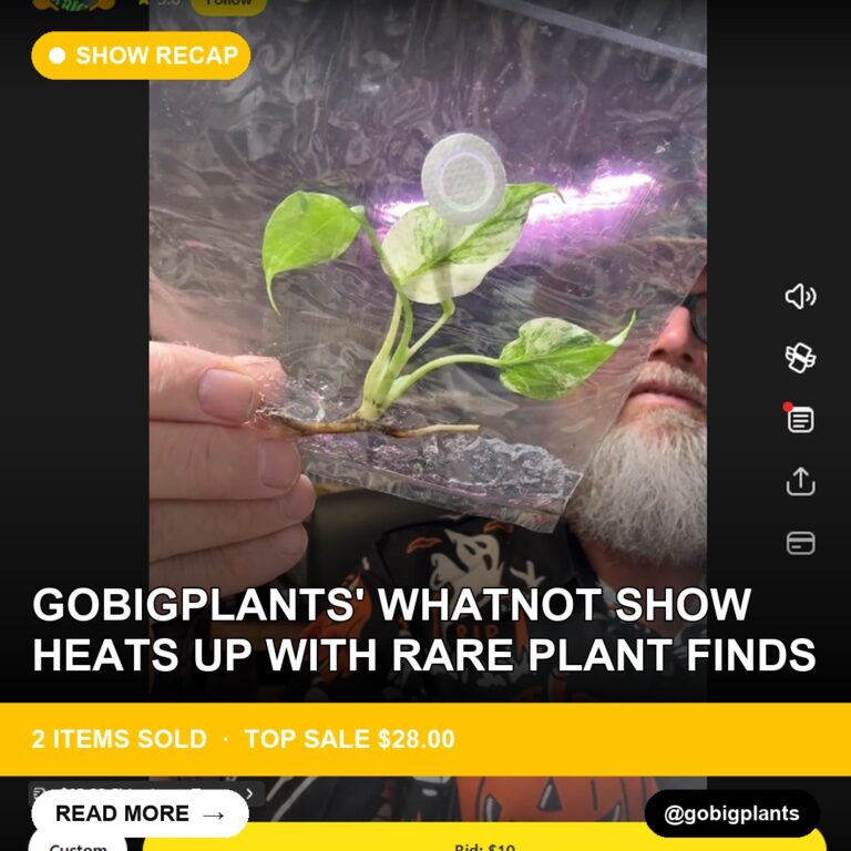 Gobigplants' Whatnot Show Heats Up with Rare Plant Finds
