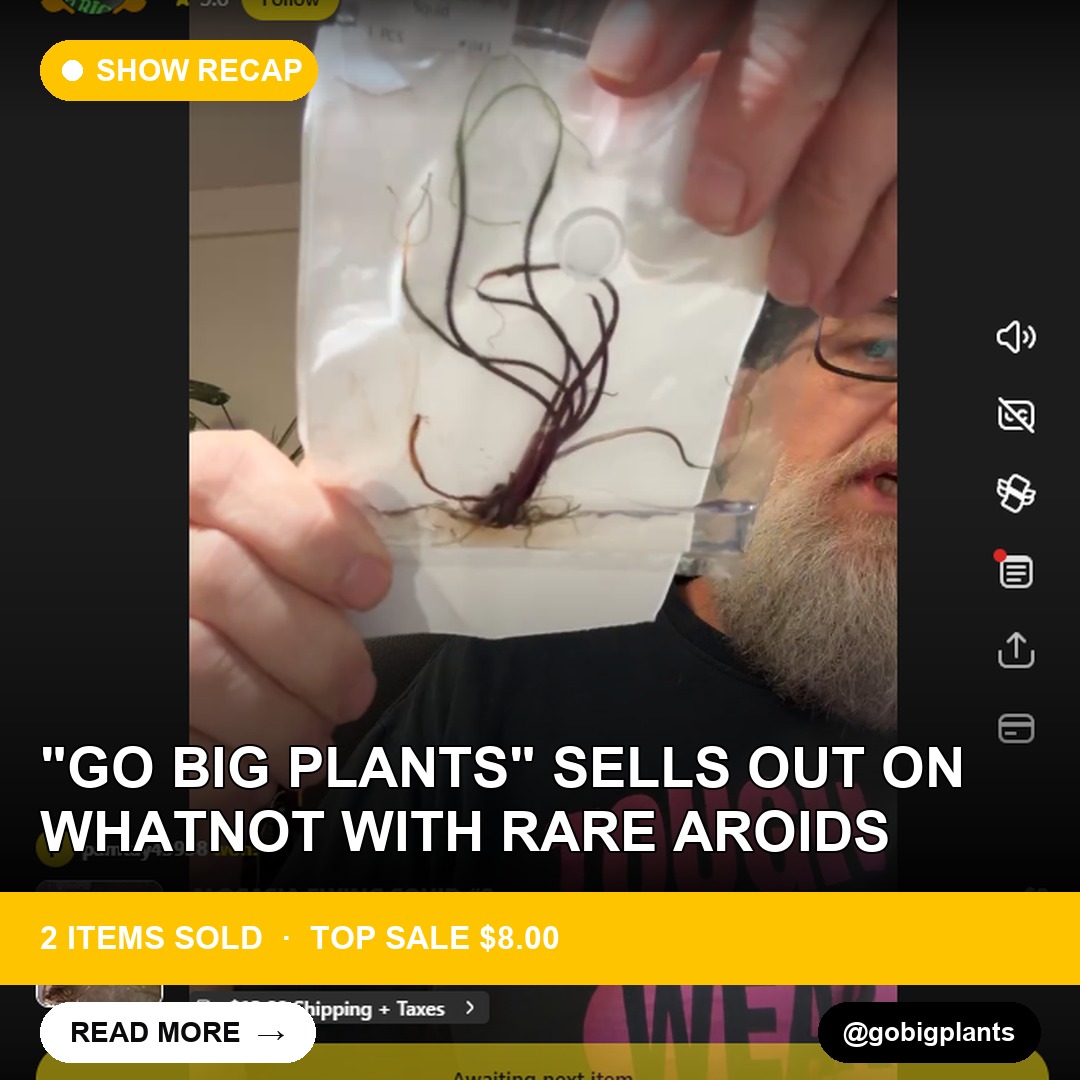 "Go Big Plants" Sells Out on Whatnot with Rare Aroids