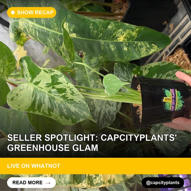Seller Spotlight: Capcityplants' Greenhouse Glam