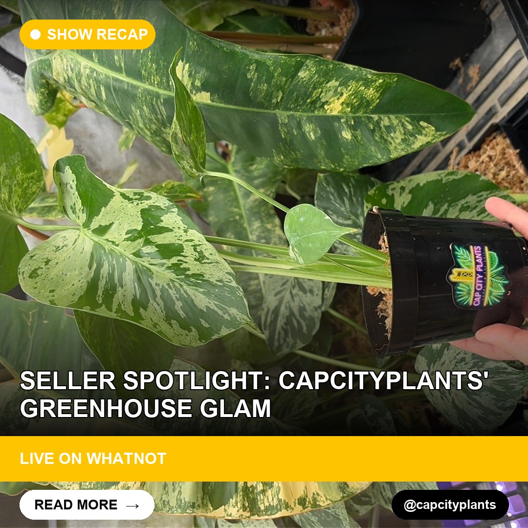 Seller Spotlight: Capcityplants' Greenhouse Glam