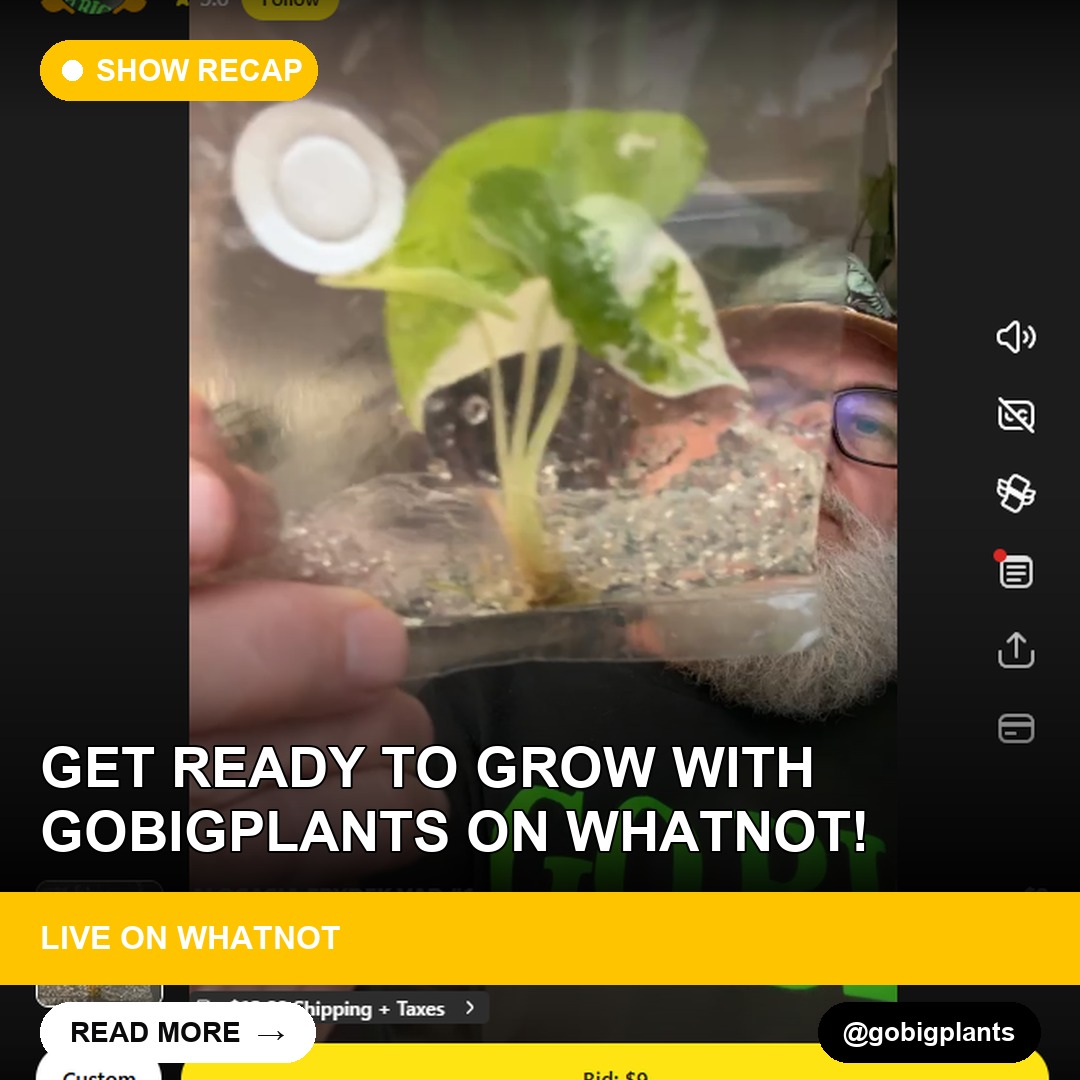 Get Ready to Grow with gobigplants on Whatnot!