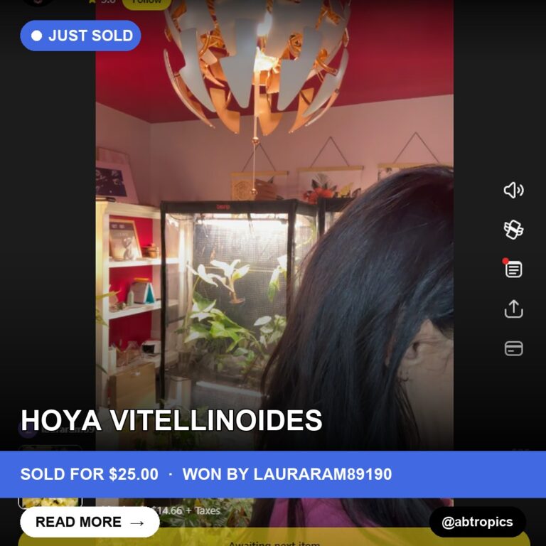 Rare Hoya Specimen Sells for $25 on Whatnot