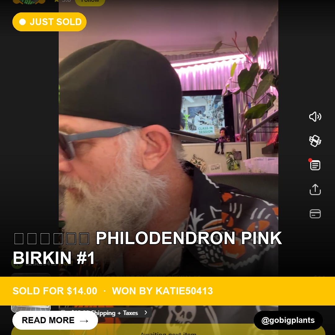 Gobigplants' Philodendron Pink Birkin Sells in Whatnot Live Show